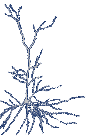 neuron